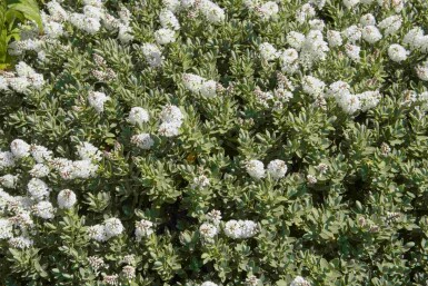 Arbuste hébé Hebe albicans arbuste 20-25 C2 Hebe albicans arbuste 20-25 cm