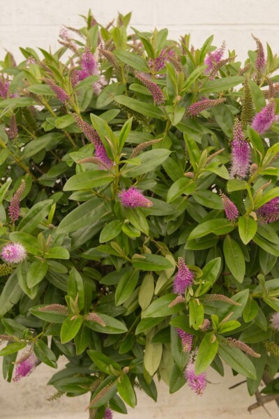 Véronique arbustive Hebe 'Great Orme' arbuste 20-25 C2 Hebe 'Great Orme' arbuste 20-25 cm