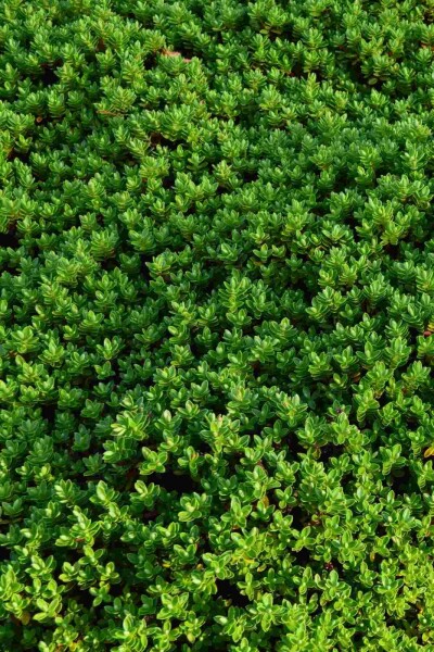 Hébé de rakai Hebe rakaiensis arbuste 10-15 C2 Hebe rakaiensis arbuste 10-15 cm