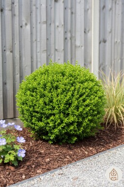 Hebe rakaiensis arbuste 10-15 cm