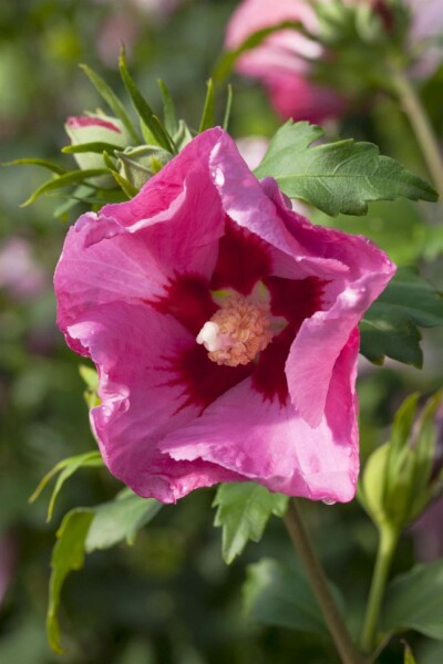 ketmie de syrie Hibiscus syriacus 'Pink Giant' arbuste 80-100 C7,5 Hibiscus syriacus 'Pink Giant' arbuste 80-100 cm