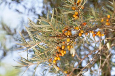 Argousier Hippophae rhamnoides arbuste 60-80 C2 Hippophae rhamnoides arbuste 60-80 cm