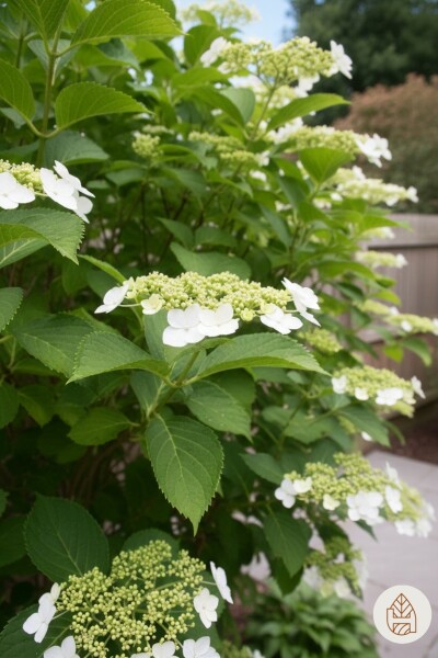 Hydrangea anomala subsp. petiolaris arbuste 30-40 cm