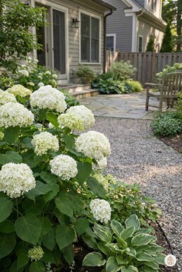 Hydrangea arborescens 'Annabelle' arbuste 40-50 cm