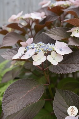 Hydrangea aspera 'Hot Chocolate' arbuste 60-80 cm