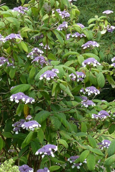 Hortensia duveteuse Hydrangea aspera 'Sargentiana' arbuste 100-125 C20 Hydrangea aspera 'Sargentiana' arbuste 100-125 cm