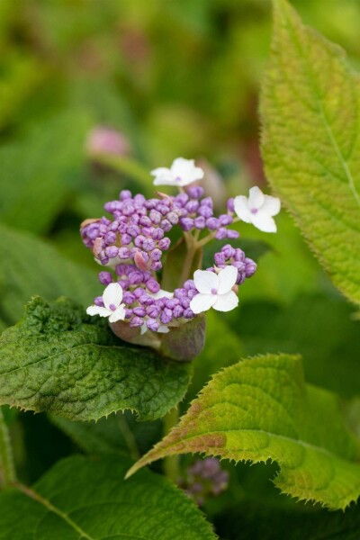Hortensia Hydrangea involucrata arbuste 30-40 C3 Hydrangea involucrata arbuste 30-40 cm