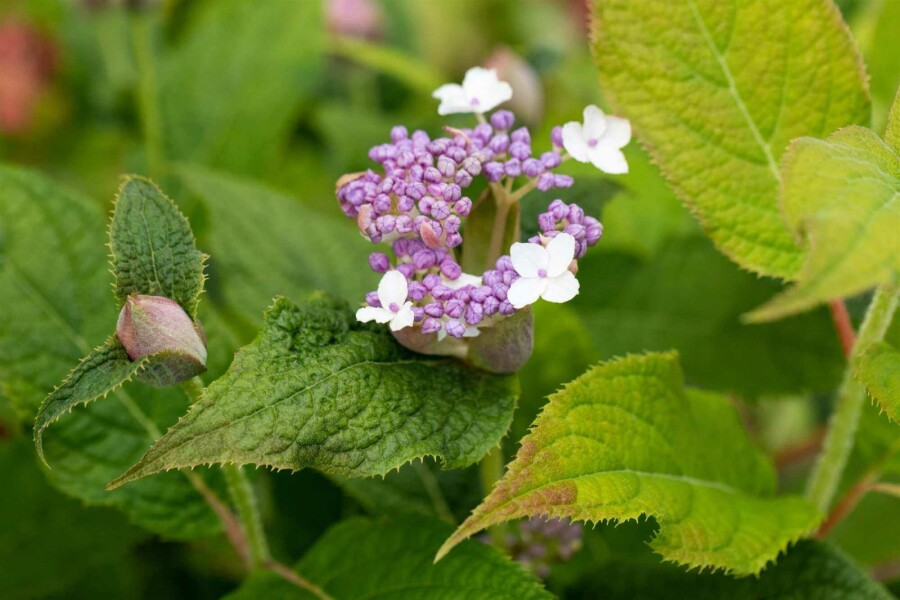 Hortensia Hydrangea involucrata arbuste 60-80 C10 Hydrangea involucrata arbuste 60-80 cm