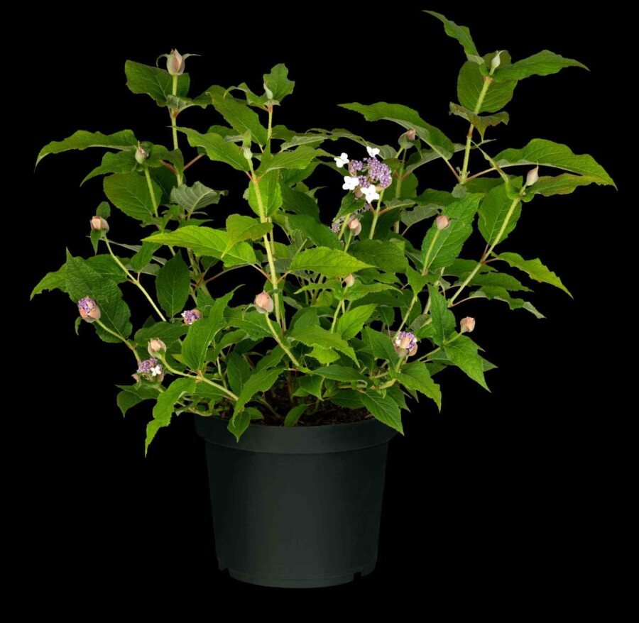 Hortensia Hydrangea involucrata arbuste 60-80 C10 Hydrangea involucrata arbuste 60-80 cm