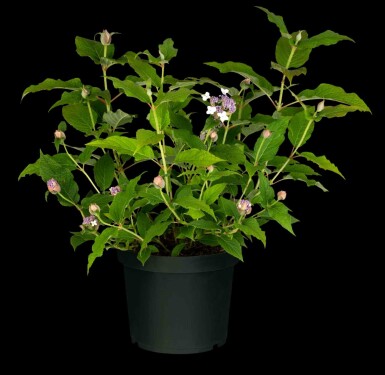 Hortensia Hydrangea involucrata arbuste 60-80 C10 Hydrangea involucrata arbuste 60-80 cm