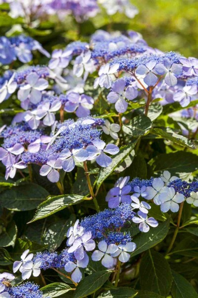 Hortensia Hydrangea macrophylla 'Mariesii Perfecta' arbuste 25-30 C2 Hydrangea macrophylla 'Mariesii Perfecta' arbuste 25-30 cm