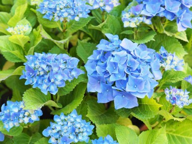 Hortensia Hydrangea macrophylla 'Nikko Blue' arbuste 40-50 C7,5 Hydrangea macrophylla 'Nikko Blue' arbuste 40-50 cm
