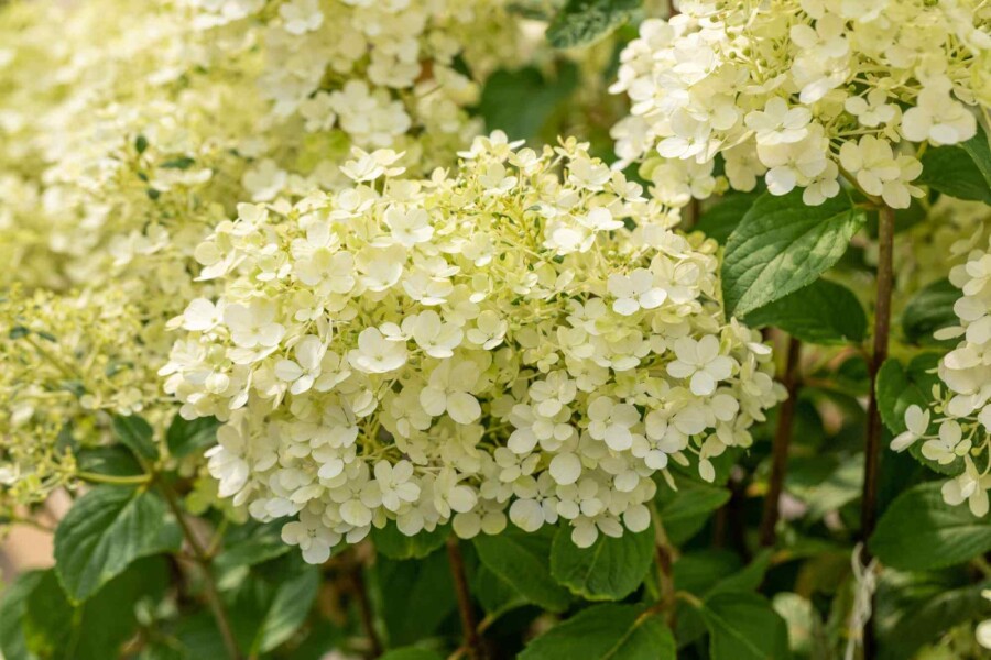Hortensia à panicules Hydrangea paniculata 'Bobo' arbuste 40-50 C5 Hydrangea paniculata 'Bobo' arbuste 40-50 cm