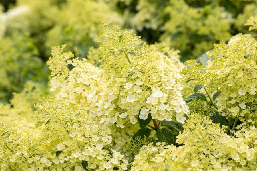 Hortensia à panicules Hydrangea paniculata 'Bobo' arbuste 40-50 C5 Hydrangea paniculata 'Bobo' arbuste 40-50 cm