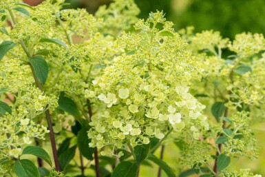 Hortensia à panicules Hydrangea paniculata 'Bobo' arbuste 40-50 C5 Hydrangea paniculata 'Bobo' arbuste 40-50 cm