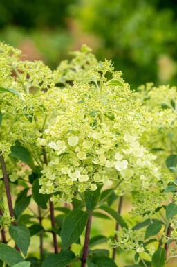 Hortensia à panicules Hydrangea paniculata 'Bobo' arbuste 40-50 C5 Hydrangea paniculata 'Bobo' arbuste 40-50 cm