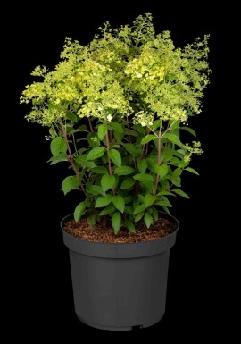 Hortensia à panicules Hydrangea paniculata 'Bobo' arbuste 40-50 C5 Hydrangea paniculata 'Bobo' arbuste 40-50 cm