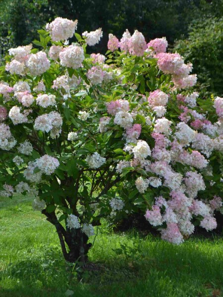 Hydrangea paniculata 'Grandiflora' C10 60-80