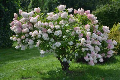 Hydrangea paniculata 'Grandiflora' C10 60-80