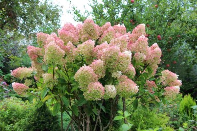 Hydrangea paniculata 'Grandiflora' C10 60-80
