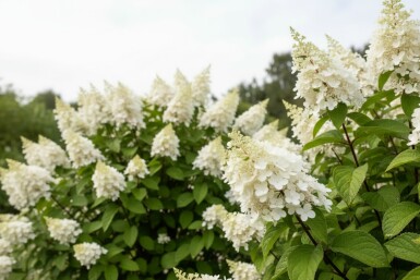 Hydrangea paniculata 'Kyushu' arbuste 40-50 cm