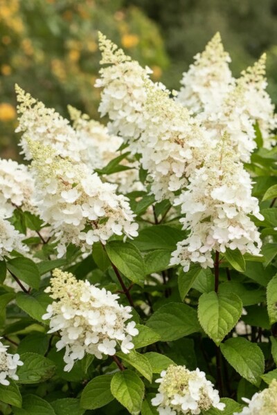 Hydrangée paniculée Hydrangea paniculata 'Kyushu' arbuste 40-50 C5 Hydrangea paniculata 'Kyushu' arbuste 40-50 cm