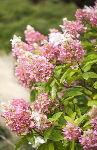 Hydrangea paniculata 'Pinky Winky' C5 50-60