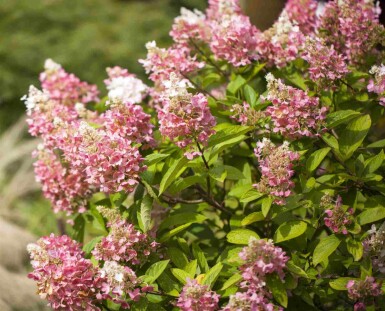 Hydrangea paniculata 'Pinky Winky' C5 50-60