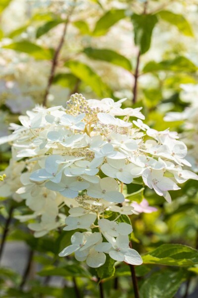 Hydrangée paniculée Hydrangea paniculata 'Unique' arbuste 50-60 C5 Hydrangea paniculata 'Unique' arbuste 50-60 cm