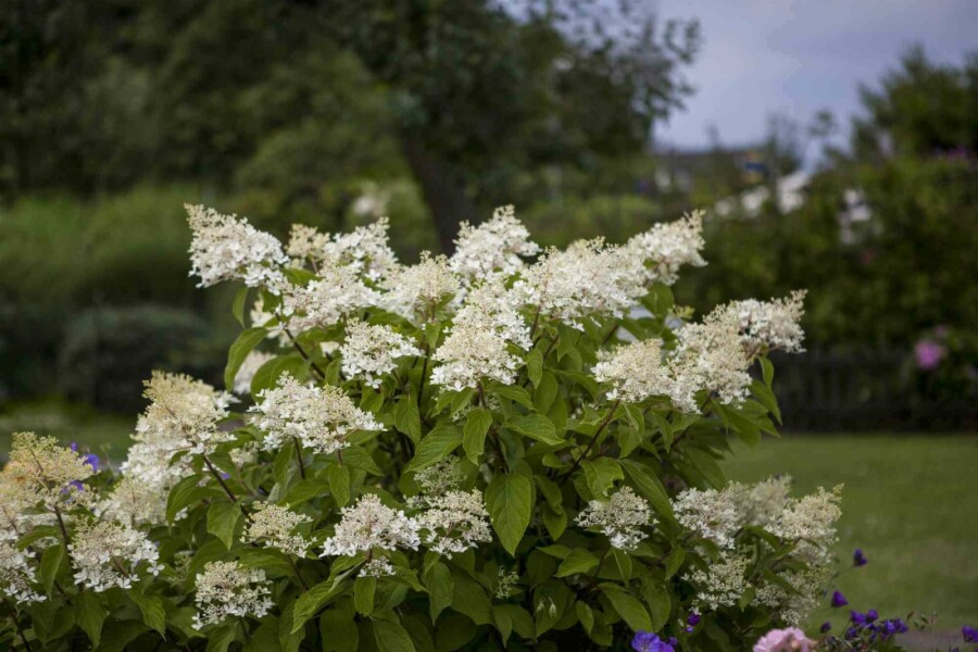Hydrangée paniculée Hydrangea paniculata 'Unique' arbuste 50-60 C5 Hydrangea paniculata 'Unique' arbuste 50-60 cm