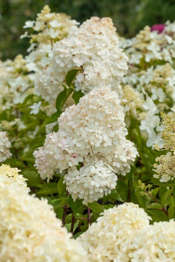 Hortensia à panicules Hydrangea paniculata 'Vanille Fraise' arbuste 40-50 C3 Hydrangea paniculata 'Vanille Fraise' arbuste 40-50 cm