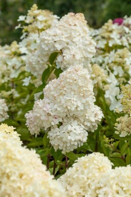 Hortensia à panicules Hydrangea paniculata 'Vanille Fraise' arbuste 40-50 C3 Hydrangea paniculata 'Vanille Fraise' arbuste 40-50 cm