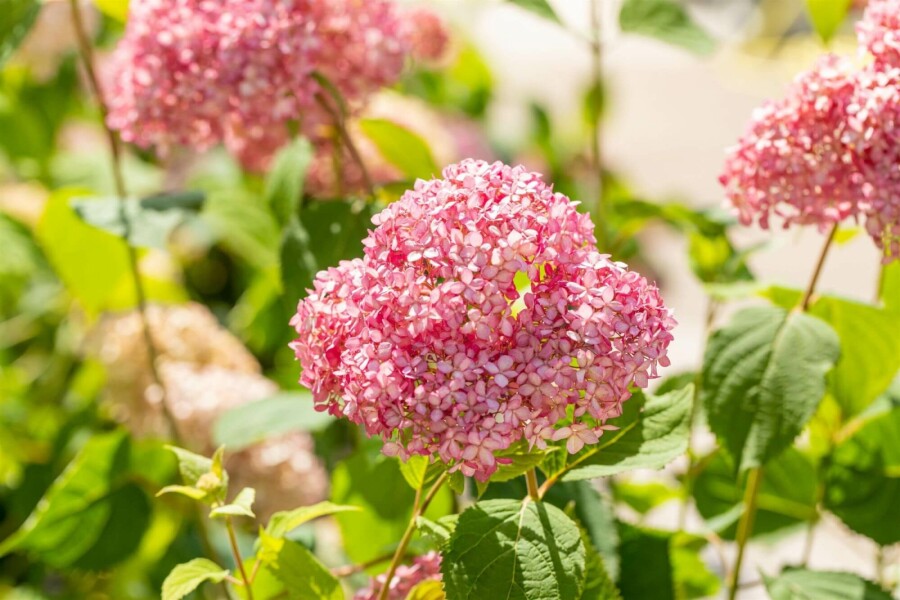 Hortensia Hydrangea 'Pink Annabelle' arbuste 25-30 C3 Hydrangea 'Pink Annabelle' arbuste 25-30 cm