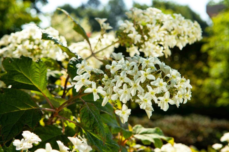Hortensia à feuilles de chêne Hydrangea quercifolia arbuste 25-30 C2 Hydrangea quercifolia arbuste 25-30 cm