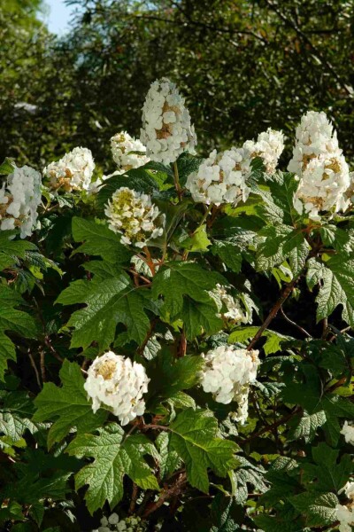Hortensia à feuilles de chêne Hydrangea quercifolia arbuste 40-50 C7,5 Hydrangea quercifolia arbuste 40-50 cm