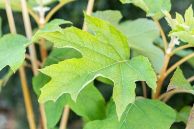 Hortensia à feuilles de chêne Hydrangea quercifolia arbuste 40-50 C7,5 Hydrangea quercifolia arbuste 40-50 cm