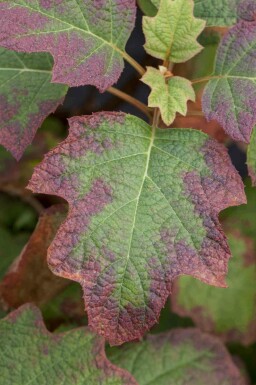 Hydrangea quercifolia 'Burgundy' C5 50-60