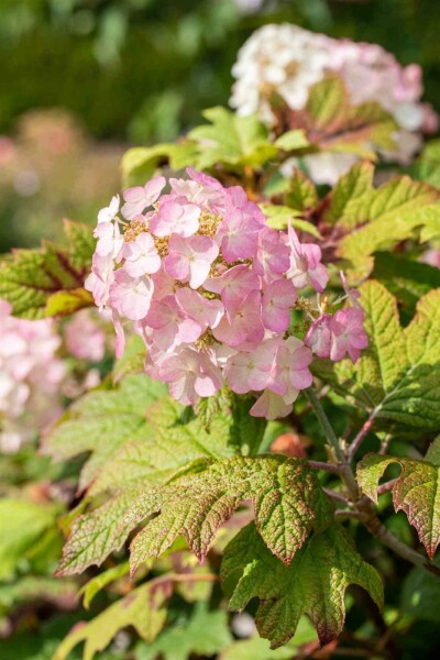 Hydrangea quercifolia 'Snow Queen' C13 60-80