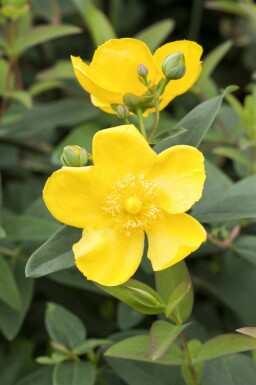 Millepertuis arbustif Hypericum 'Hidcote' arbuste 20-30 C1,5 Hypericum 'Hidcote' arbuste 20-30 cm