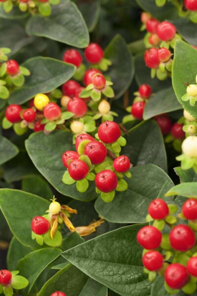 Millepertuis Hypericum 'Miracle Attraction' arbuste 40-50 C10 Hypericum 'Miracle Attraction' arbuste 40-50 cm