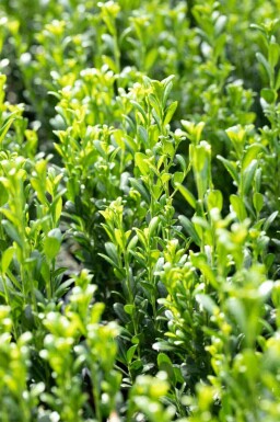 Ilex crenata 'Fastigiata' C7,5 80-100