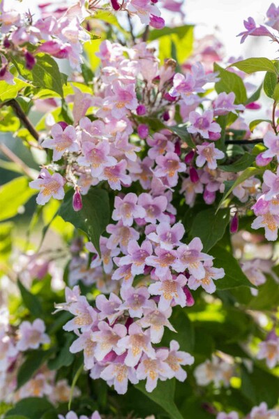 Buisson de beauté Kolkwitzia amabilis arbuste 40-50 C2 Kolkwitzia amabilis arbuste 40-50 cm