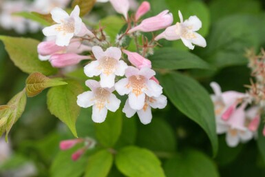 Buisson de beauté Kolkwitzia amabilis arbuste 40-50 C2 Kolkwitzia amabilis arbuste 40-50 cm