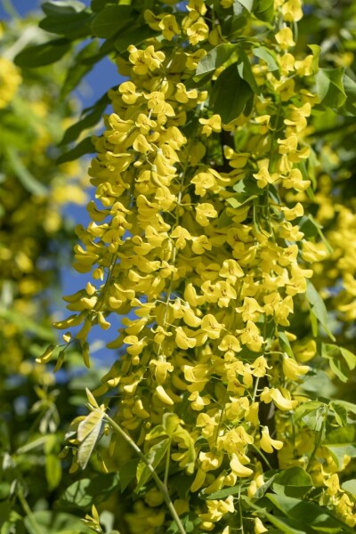 Aubour Laburnum anagyroides arbuste 150-175 C5 Laburnum anagyroides arbuste 150-175 cm
