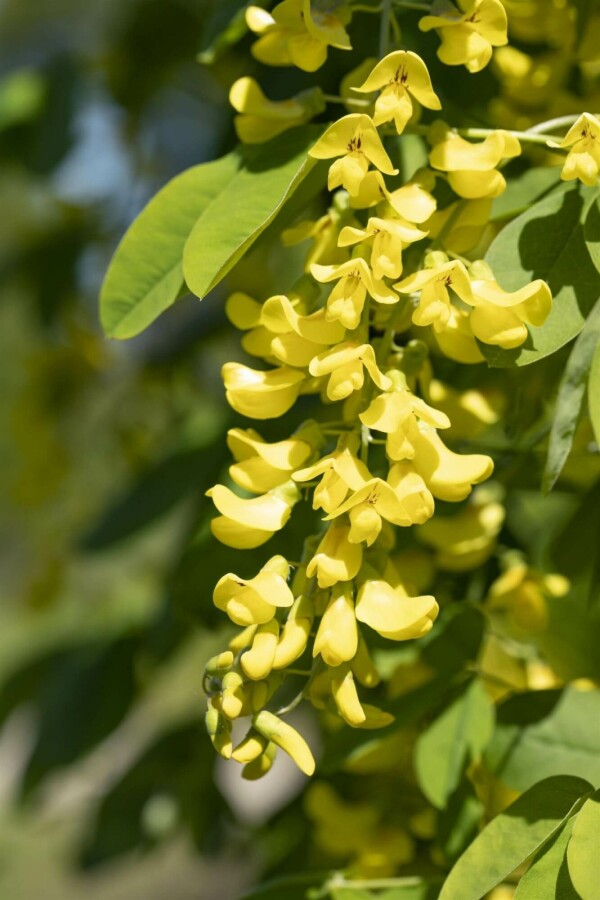 Aubour Laburnum anagyroides arbuste 150-175 C5 Laburnum anagyroides arbuste 150-175 cm