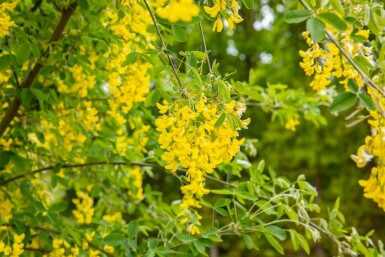 Aubour Laburnum anagyroides arbuste 150-175 C5 Laburnum anagyroides arbuste 150-175 cm