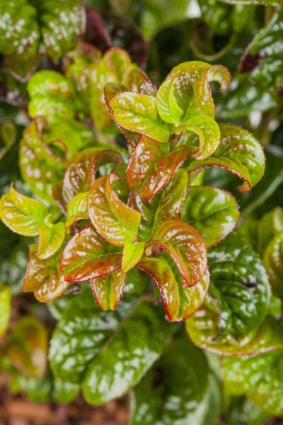 Leucothoe en épi Leucothoe axillaris 'Curly Red' arbuste 20-25 C2 Leucothoe axillaris 'Curly Red' arbuste 20-25 cm