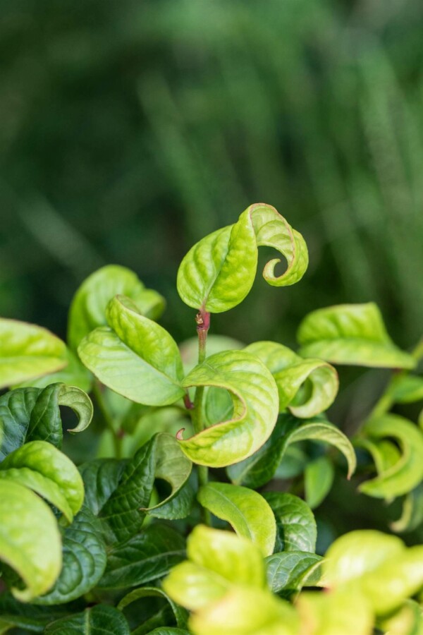 Leucothoe en épi Leucothoe axillaris 'Curly Red' arbuste 20-25 C2 Leucothoe axillaris 'Curly Red' arbuste 20-25 cm