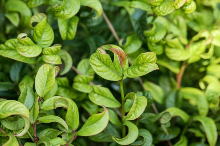 Leucothoe en épi Leucothoe axillaris 'Curly Red' arbuste 20-25 C2 Leucothoe axillaris 'Curly Red' arbuste 20-25 cm