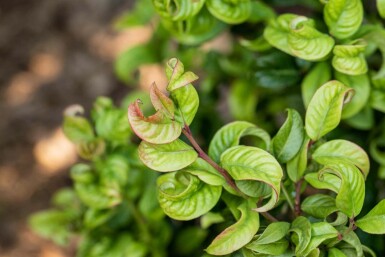 Leucothoe en épi Leucothoe axillaris 'Curly Red' arbuste 20-25 C2 Leucothoe axillaris 'Curly Red' arbuste 20-25 cm